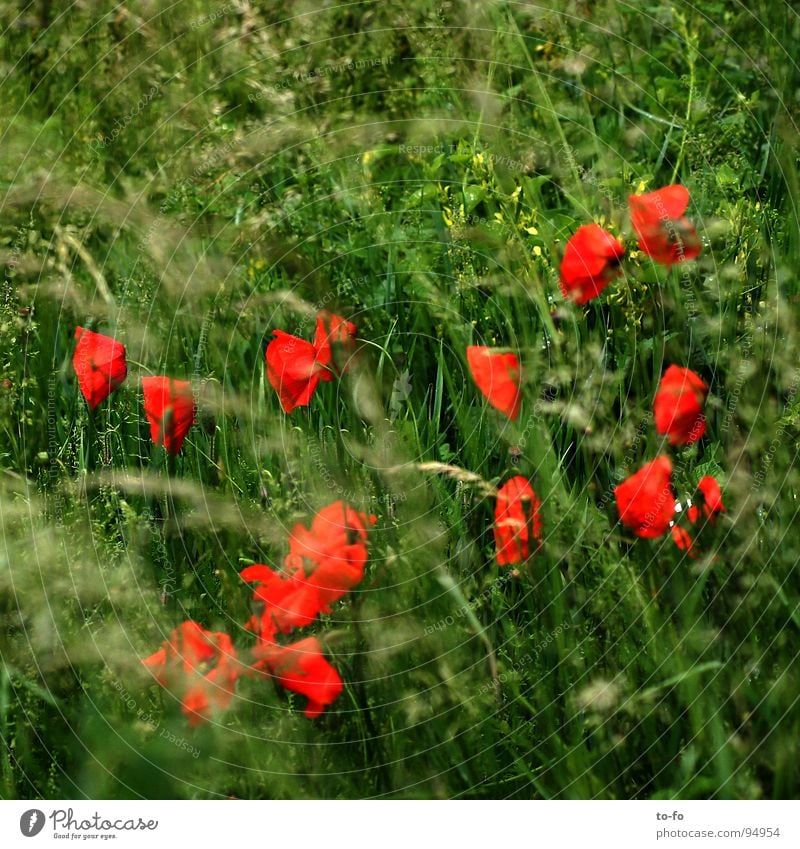 Papaver rhoeas Mohn Klatschmohn Wiese rot Frühling Feld Landwirtschaft Blume Pflanze zusätzlich Amerika Kontrast