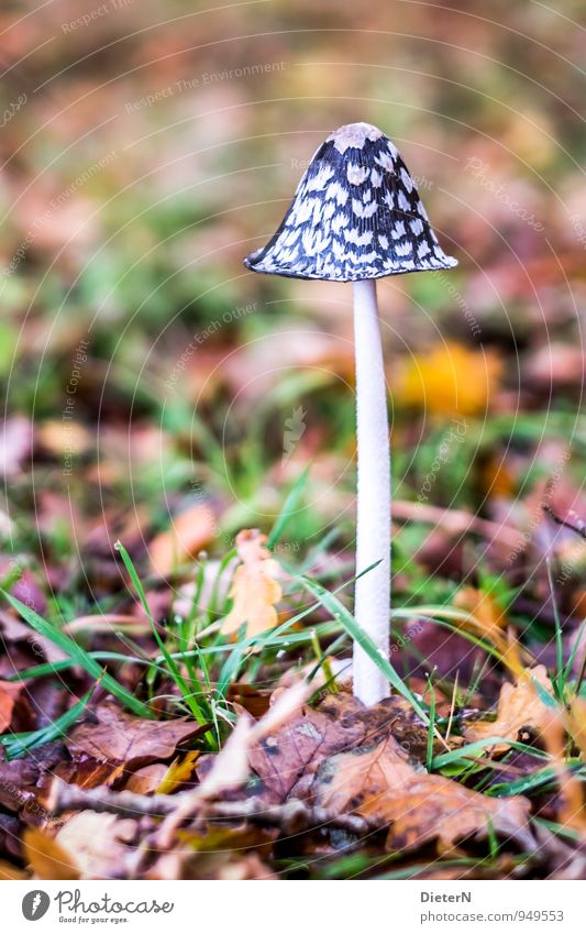 Waldbewohner Natur Wassertropfen Herbst Blatt Wiese braun gelb grün weiß Pilz welk Kappe Stengel Farbfoto Detailaufnahme Menschenleer Textfreiraum oben Tag