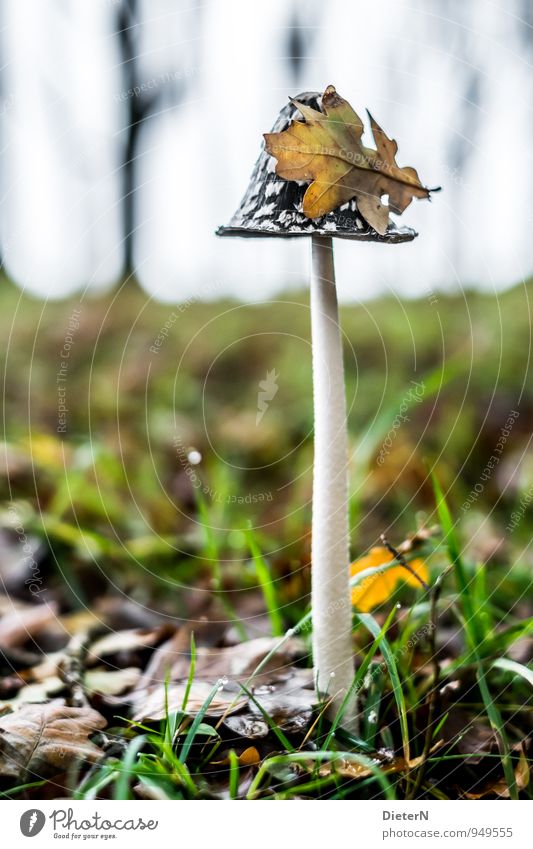 Blatt vorm Kopf Natur Herbst Wetter Wald gelb grün schwarz Tau Tropfen Pilz Pilzhut Farbfoto Außenaufnahme Nahaufnahme Detailaufnahme Makroaufnahme Menschenleer