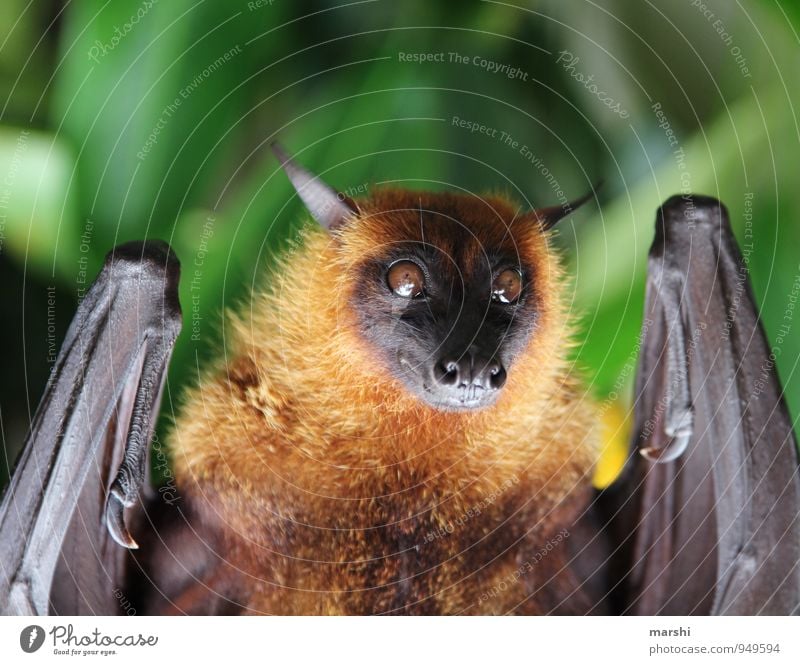 gruseliger Teddy Tier Wildtier Flügel 1 Gefühle Flughunde Fledertiere Tierporträt Schnauze Platzangst Südafrika Krallen Auge Farbfoto Außenaufnahme Nahaufnahme