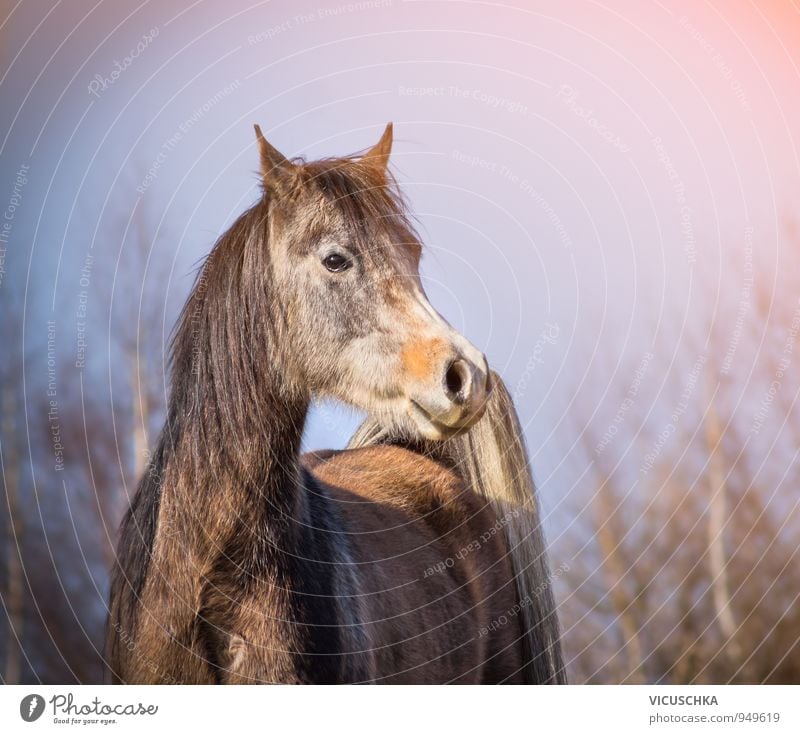 Araber Pferd mit Winterfell in Morgenlicht Design Natur Frühling Herbst Wetter Schönes Wetter Park Wald Tier Nutztier 1 arabian Vollblut Fell frei