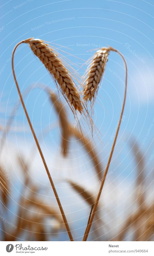 Roggen zugewandt Natur Landschaft Pflanze Himmel Sommer Schönes Wetter vermutlich Roggen Segge mit Ähren Wiese Zeichen Herz ästhetisch Gesundheit Gefühle Idylle