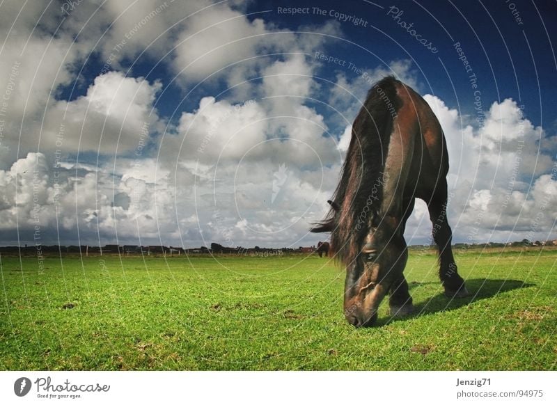 Rasenmäher No.2 Pferd Wiese Gras Wolken Himmel Langeoog Säugetier Weide Insel Norden Wetter clouds horse sky