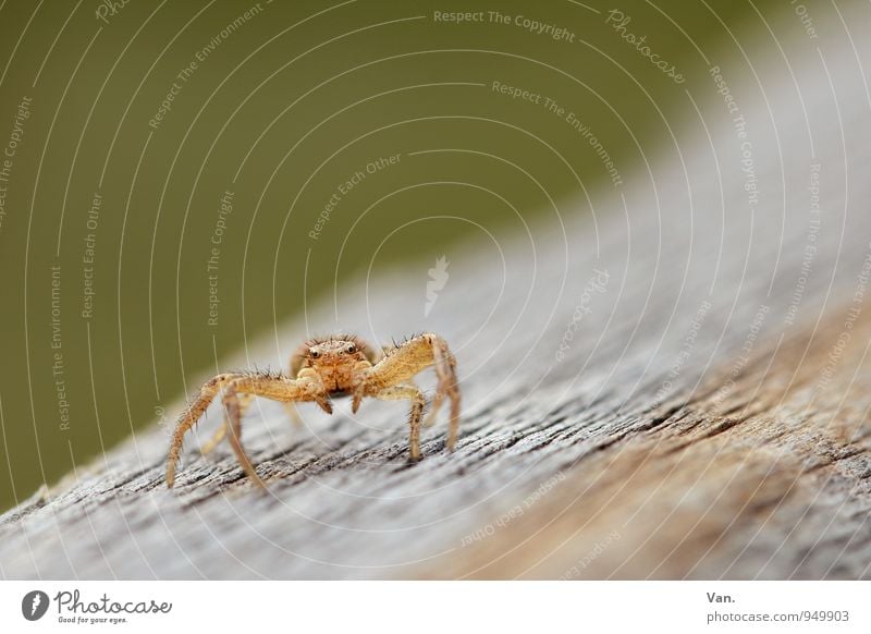 Tänzchen gefällig? Natur Tier Wildtier Spinne 1 Holz krabbeln klein orange Farbfoto mehrfarbig Außenaufnahme Makroaufnahme Menschenleer Textfreiraum oben Tag