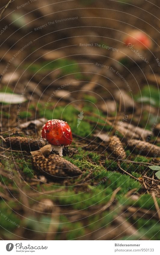 . Natur Moos Zapfen Pilz Fliegenpilz Wald klein braun grün rot Glück Vorsicht Gift Waldboden Waldspaziergang Pilzsucher ungenießbar Farbfoto Außenaufnahme