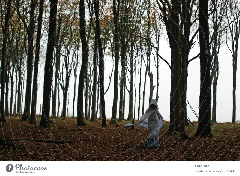 Geist-reich Mensch feminin Junge Frau Jugendliche 1 Umwelt Natur Landschaft Pflanze Herbst Baum Wald dunkel natürlich Geister u. Gespenster Gespensterwald