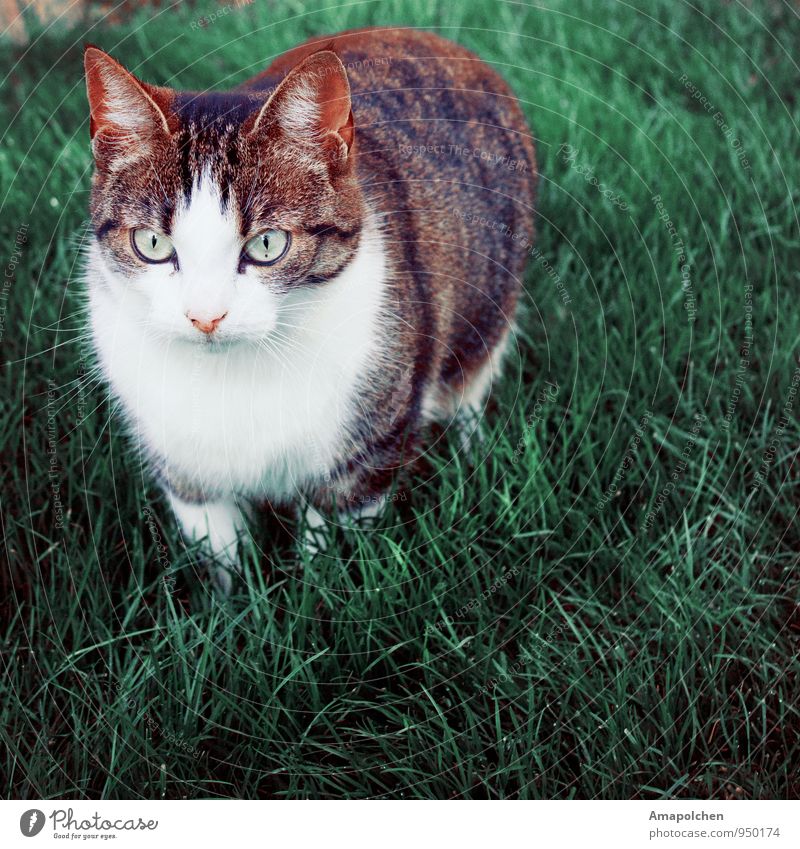 ::14-38:: Umwelt Natur Landschaft Frühling Sommer Gras Grünpflanze Garten Park Wiese Tier Haustier Katze Tiergesicht Neugier Interesse Tierhandlung Tierbedarf