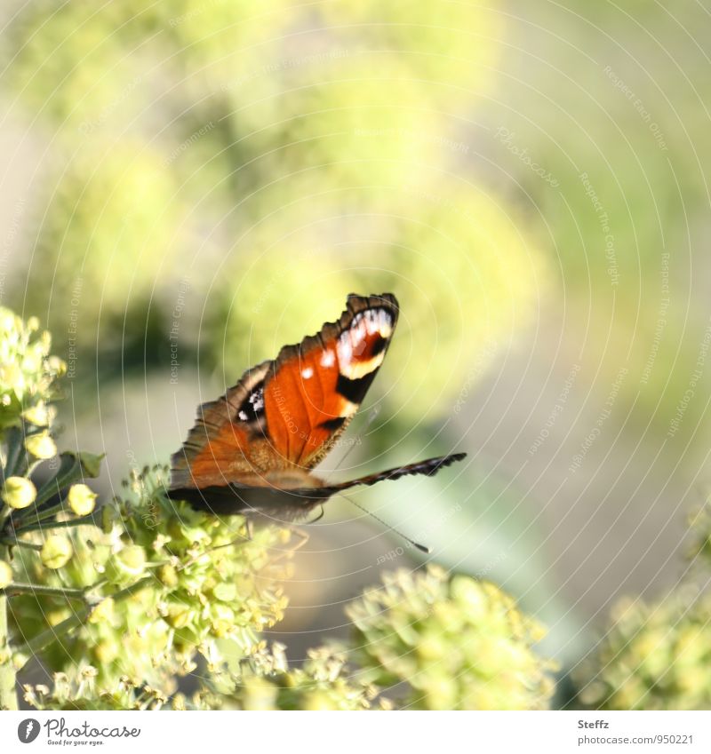 noch ein bisschen Sonne im Oktober Schmetterling Falter bunter Schmetterling Tagpfauenauge bunte Flügel goldener Oktober schönes Wetter Spätsommertag