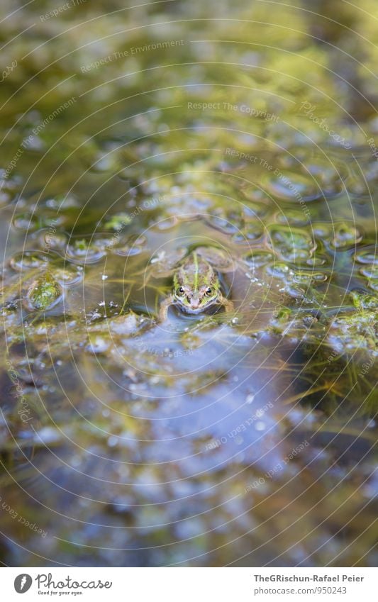 Wo ist Walter? Tier Frosch 1 braun gelb gold grau grün schwarz weiß Froschschenkel Teich Wasserpflanze Lebewesen Pflanze Reflexion & Spiegelung Detailaufnahme