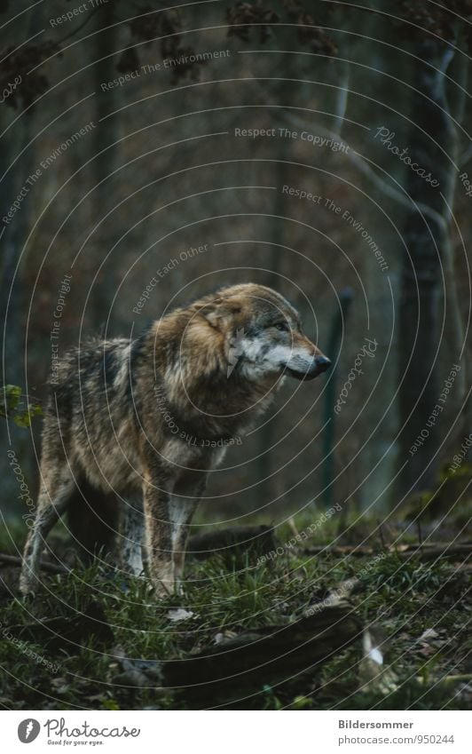 . Herbst Gras Wald Wildtier Wolf 1 Tier beobachten Blick stehen warten dunkel trist braun grau grün Tierliebe Einsamkeit Schüchternheit Respekt Angst ästhetisch