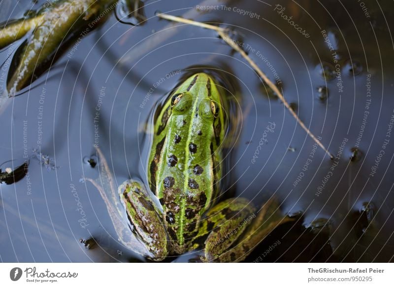 Prinz? Tier Frosch braun gelb grau grün schwarz weiß Froschschenkel springen Auge ruhig unbeeindruckt quack Muster gepunktet Zeichnung Halm Teich