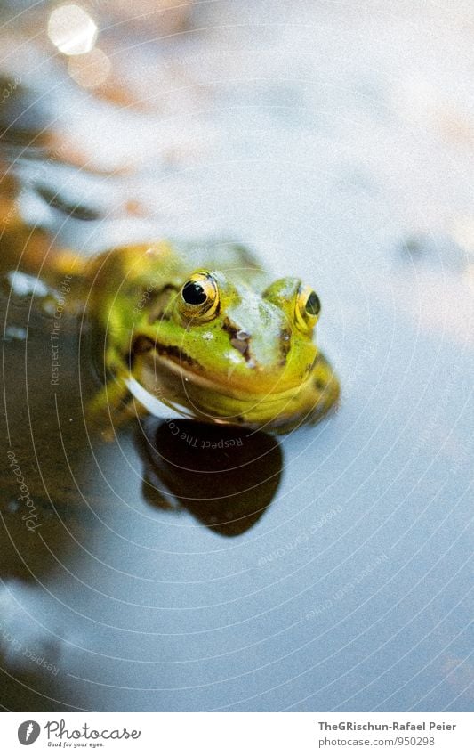 Frosch perspektive Tier 1 blau braun gelb gold grau schwarz Auge Teich nass Wasser Blick Blick in die Kamera Schatten Tierhaut unbeeindruckt