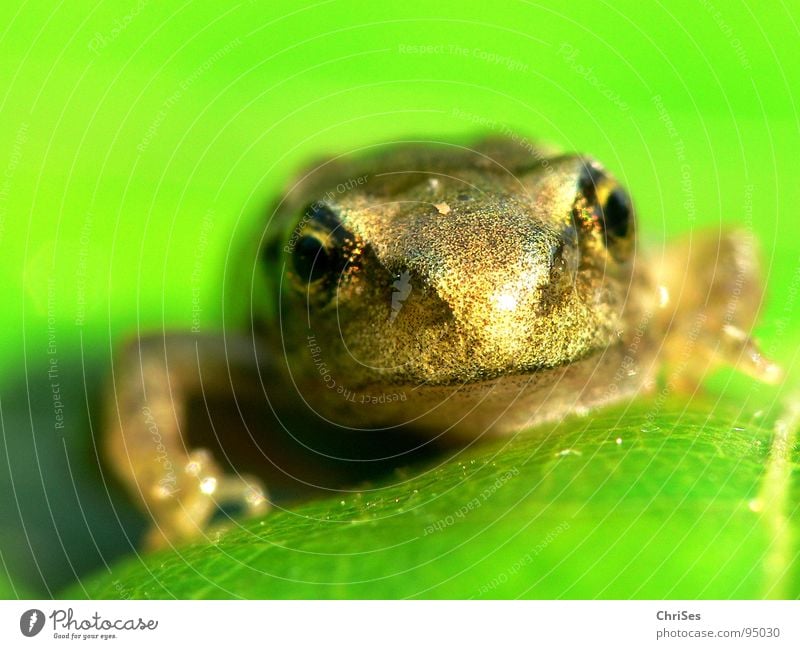 gerade Frosch geworden 01 grün braun Tier Kaulquappe Teich hüpfen springen Quaken Gewässer Froschlaich Frühling Lurch Grasfrosch Nordwalde Makroaufnahme