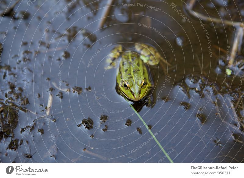 Quack Tier Frosch 1 braun grau grün schwarz Teich Wasser Pfütze Froschschenkel Auge Halm Wasserpflanze hüpfen Einsamkeit Makroaufnahme Oberflächenspannung