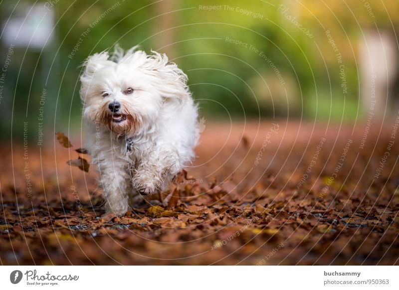 Kleiner Herbststurm Freude Natur Tier Blatt Garten langhaarig Haustier Hund 1 lustig Geschwindigkeit braun gelb grün weiß Havaneser Jahreszeiten Aktion rennen