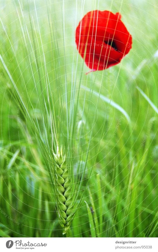 Gegensätze Blume Mohn Gerste rot grün Licht Getreide hell flower poppy seed corn cereal grain barley bigg red light weed tares Heilpflanzen