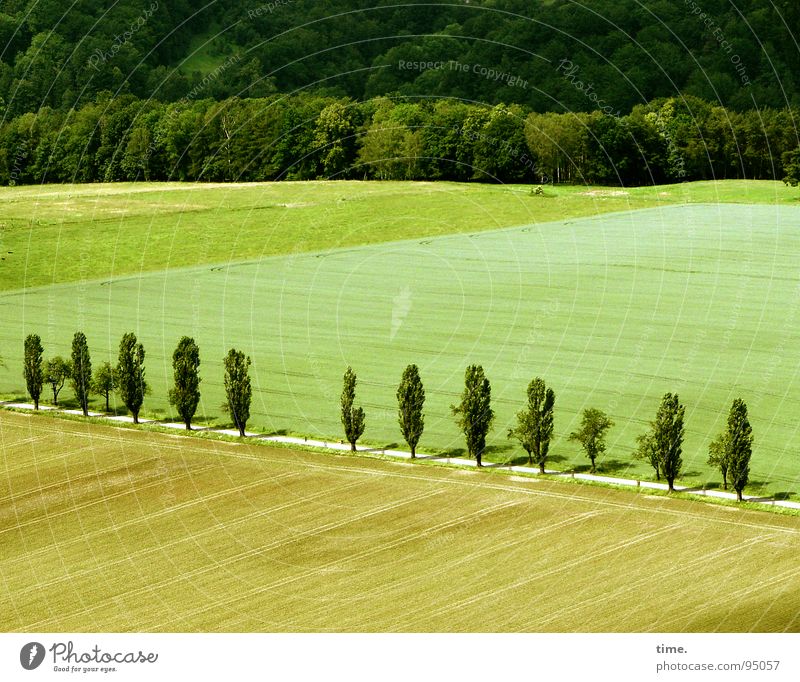 Street Life Schatten Sommer Natur Landschaft Horizont Baum Wiese Feld Wald Straße braun grün Fernweh Einsamkeit Pappeln Wegrand Anordnung Heimat gestalten