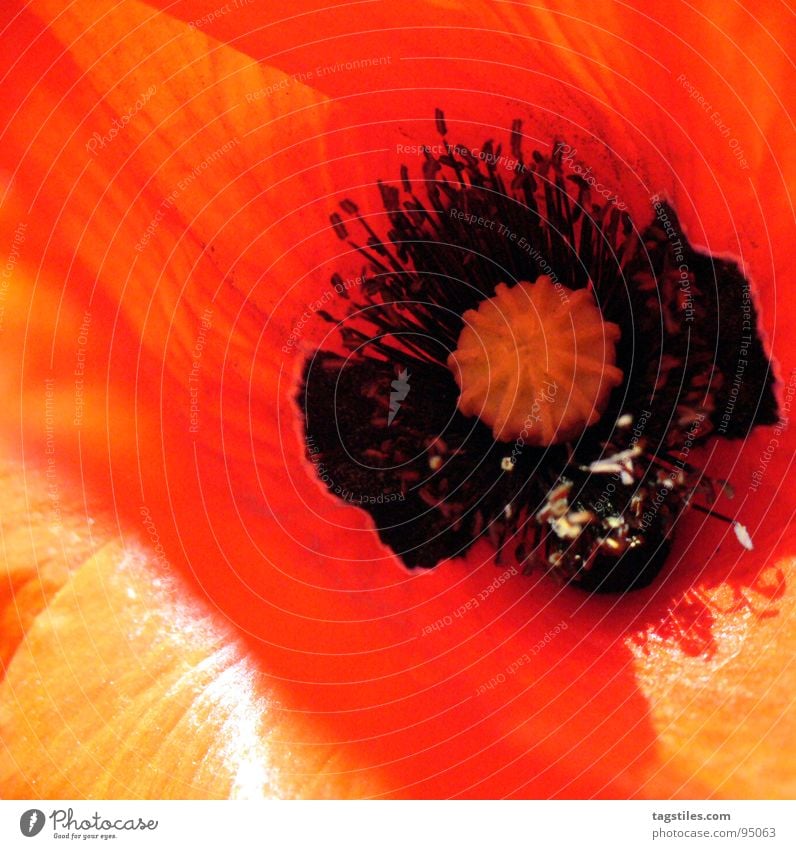 Mohn Klatschmohn rot Sommer Blüte Pflanze Blütenpflanze Samen Staubfäden Stempel tagstiles rhoeas orange Schatten Makroaufnahme Klatschrose Mohngewächs Nektar