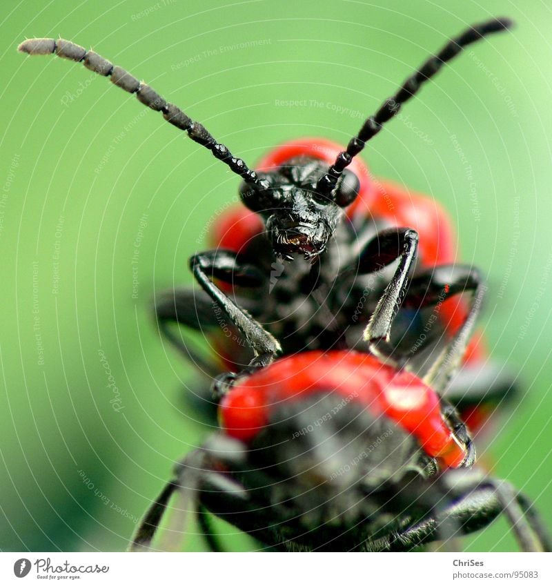 Lilienhähnchen_Lilioceris lilii_Vergnügen oder harte Arbeit Verkehr Brunft Frühling rot grün schwarz Fortpflanzung Insekt Tier Lust spannen Wut frontal Monster