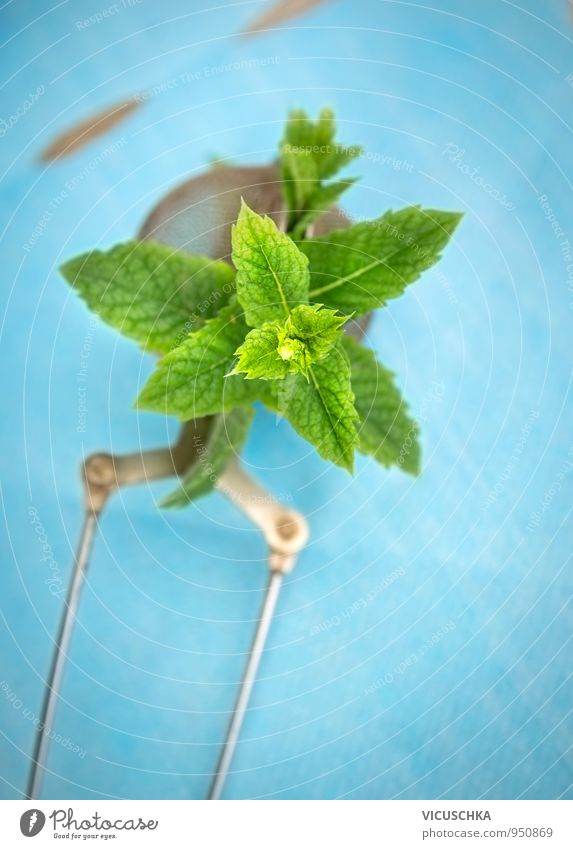 Teesieb mit Minze auf blauem Tisch Lebensmittel Kräuter & Gewürze Bioprodukte Lifestyle Erholung Natur Design mint Hintergrundbild Pfefferminztee Sieb Farbfoto