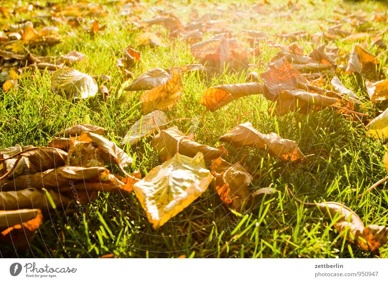 Immer noch Herbst Garten Schrebergarten Klima Blatt Herbstlaub Natur Oktober November Wetter Sonne Licht hell Gras Rasen Wiese Baum Kirschbaum Gegenlicht