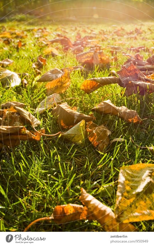 Immer noch Garten Herbst Schrebergarten Klima Blatt Herbstlaub Natur Oktober November Wetter Sonne Licht hell Gras Rasen Wiese Baum Kirschbaum Gegenlicht