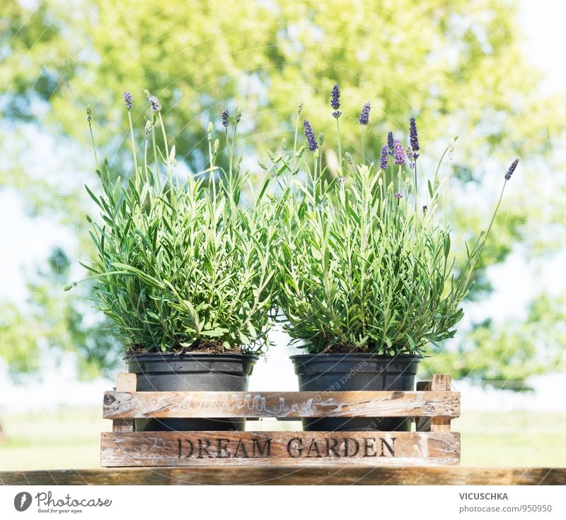 Lavendel in alter Holzkiste auf dem Garten Tisch Design Parfum Duft Sommer Natur Pflanze Frühling Baum Blume Container Blumenstrauß Kiste Blumentopf Sonnenlicht