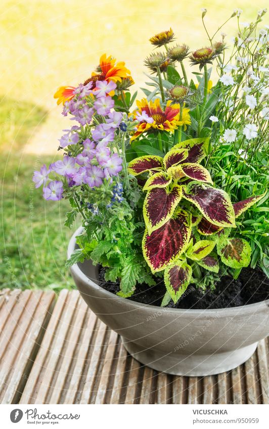 Topf mit Blumen auf der Terrasse im Garten Lifestyle Freizeit & Hobby Sommer Dekoration & Verzierung Natur Pflanze Erde Sonnenlicht Frühling Herbst