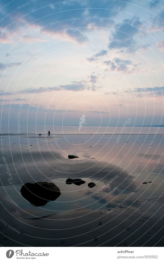 Entfaltungsmöglichkeiten | für die Flut Umwelt Natur Landschaft Küste Strand Bucht Meer dunkel blau Ebbe Gezeiten Felsen Wasser Meerwasser Atlantik Hund