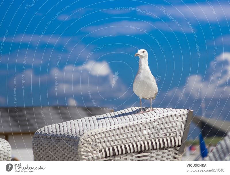 Möwe auf weißem Strandkorb Lifestyle Leben Ferien & Urlaub & Reisen Sommer Natur Himmel Wolken Frühling Nordsee Ostsee See Tier Vogel 1 Design Lachmöwe