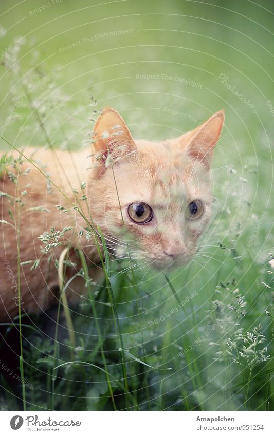 ::14-40:: Umwelt Natur Landschaft Pflanze Gras Sträucher Garten Park Wiese Tier Haustier Katze Tiergesicht Tierjunges fangen träumen Jäger Jagd schleichen