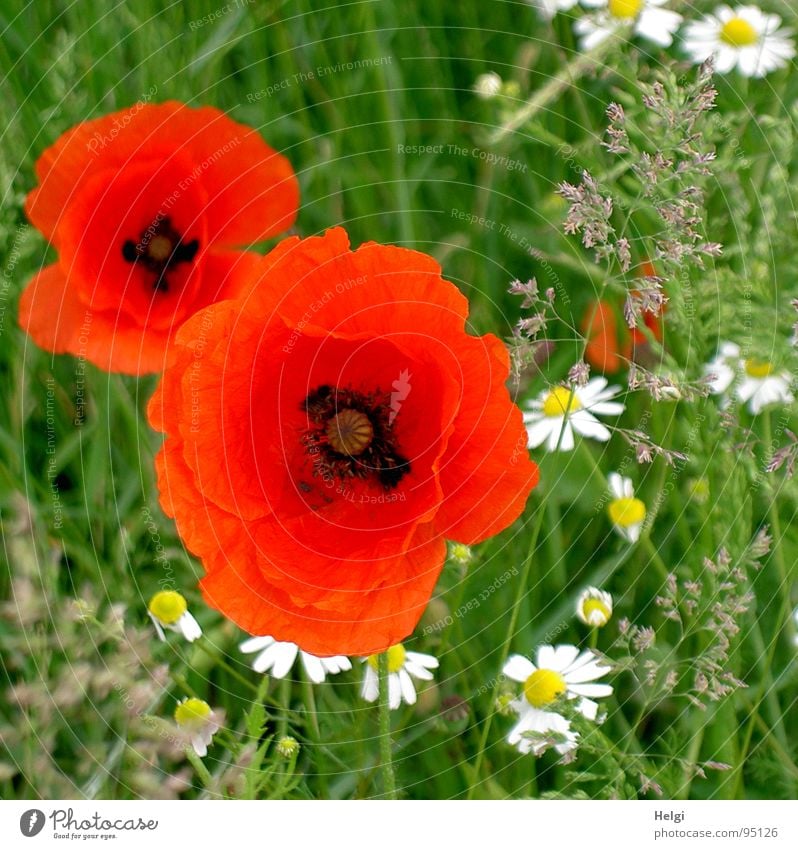 Mohnblüten und Margariten auf einer Wiese Blüte rot Klatschmohn 2 Blühend Wegrand Kamille Gesundheit weiß Gras grün Sommer gelb schwarz Feld Pflanze