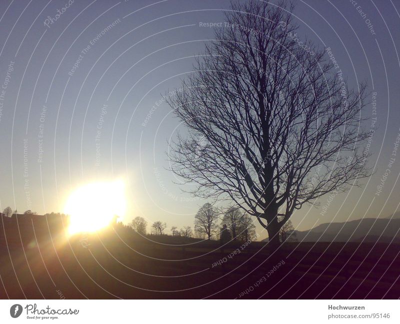 The Sunset Herbst Sonnenuntergang Baum Rohrmoos Schladming Sonnenstrahlen herbstlich laublos Baumkrone Gegenlicht Menschenleer Himmel Außenaufnahme Farbfoto