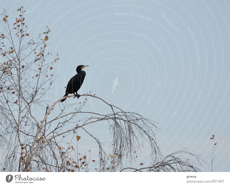 black Umwelt Natur Tier Baum Wildtier Vogel grau schwarz Kormoran Herbst Farbfoto Außenaufnahme Menschenleer Textfreiraum rechts Tag Tierporträt Profil