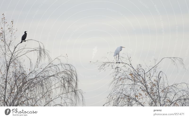 black and white Umwelt Natur Tier Herbst Schönes Wetter Baum Wildtier Vogel 2 grau schwarz weiß Silberreiher Reiher Kormoran Storchendorf Linum Farbfoto