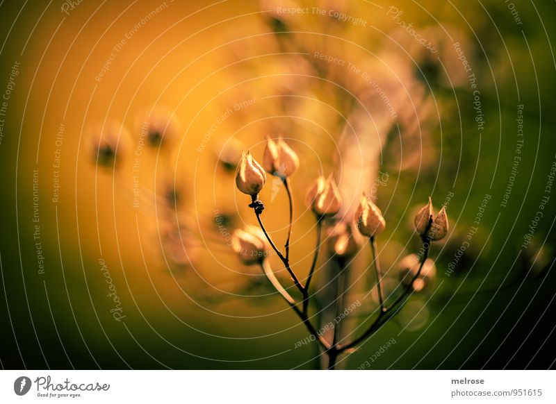 aufrecht Umwelt Natur Sonnenlicht Herbst Schönes Wetter Pflanze Sträucher Blüte Wildpflanze Frucht Ast Äste Wald Blühend entdecken Erholung leuchten träumen