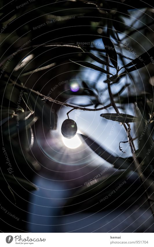 Halo Bioprodukte Slowfood Südfrüchte Natur Tier Sonne Sonnenlicht Sommer Pflanze Baum Blatt Nutzpflanze Oliven Olivenbaum Garten hängen leuchten Wachstum rund