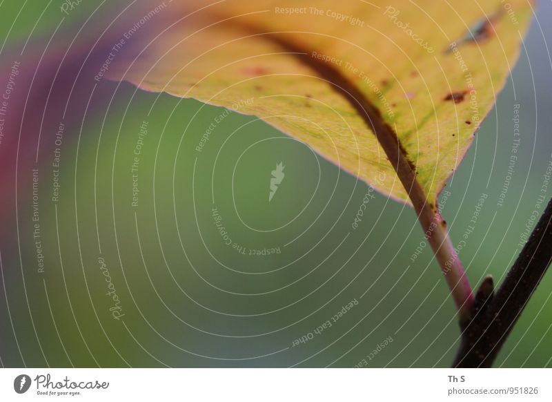 Blatt Natur Pflanze Herbst Blühend ästhetisch authentisch einfach elegant natürlich gelb grün rosa Stimmung Gelassenheit geduldig ruhig einzigartig harmonisch