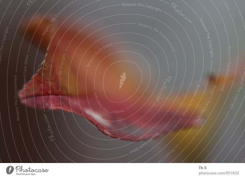 Blatt Natur Pflanze Herbst Bewegung Blühend ästhetisch authentisch einfach elegant natürlich grau orange rot Stimmung Zufriedenheit Gelassenheit einzigartig