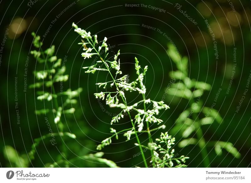 Sommerwald Pflanze Blattgrün Stengel fruchtig saftig vitaminreich Frühling giftgrün Grünpflanze Garten Wachstum Jahreszeiten weich nass Physik frisch Botanik