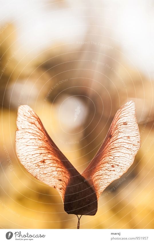 Herbstliche Hasenohren Natur Sonnenlicht Wildpflanze Samen Ahornsamen alt leuchten ästhetisch authentisch einfach elegant gelb gold Solidarität ruhig standhaft