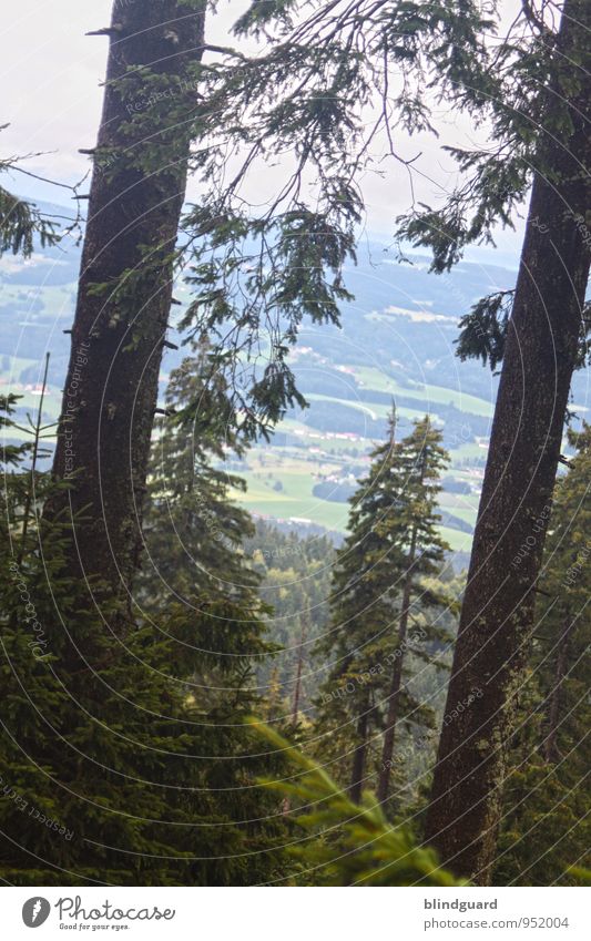 Shake My Tree Umwelt Natur Landschaft Pflanze Himmel Wolken Sommer Wetter Nebel Baum Sträucher Grünpflanze Wildpflanze Wald Berge u. Gebirge Stein Holz wandern