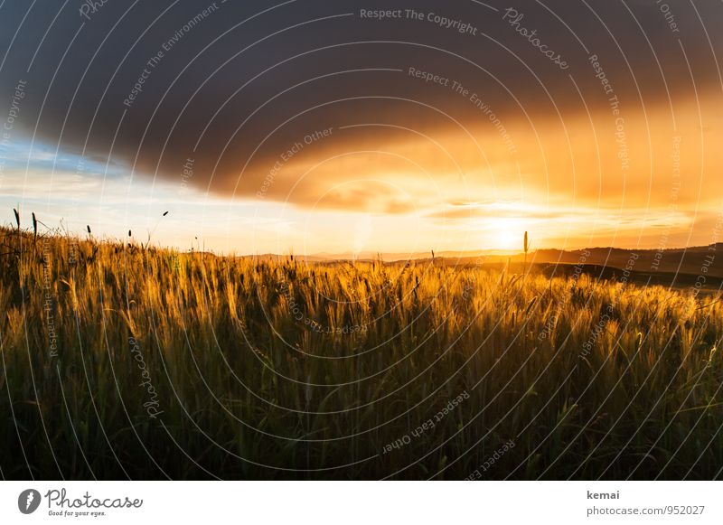 Goldene Felder Umwelt Natur Landschaft Pflanze Himmel Wolken Sonne Sonnenaufgang Sonnenuntergang Sonnenlicht Sommer Schönes Wetter Sturm Nutzpflanze Kornfeld