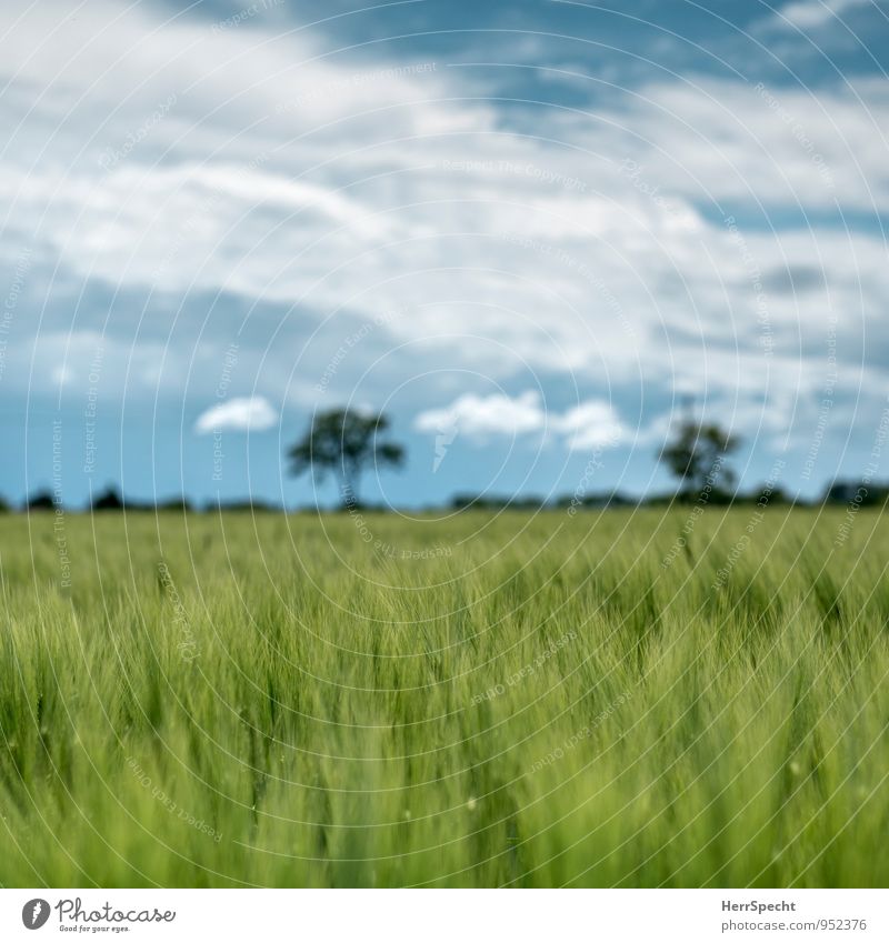 Gerstenfeld im Mai Umwelt Natur Pflanze Frühling Schönes Wetter Baum Grünpflanze Nutzpflanze Feld grün ländlich Landwirtschaft Horizont Wolkenhimmel Gerstenähre