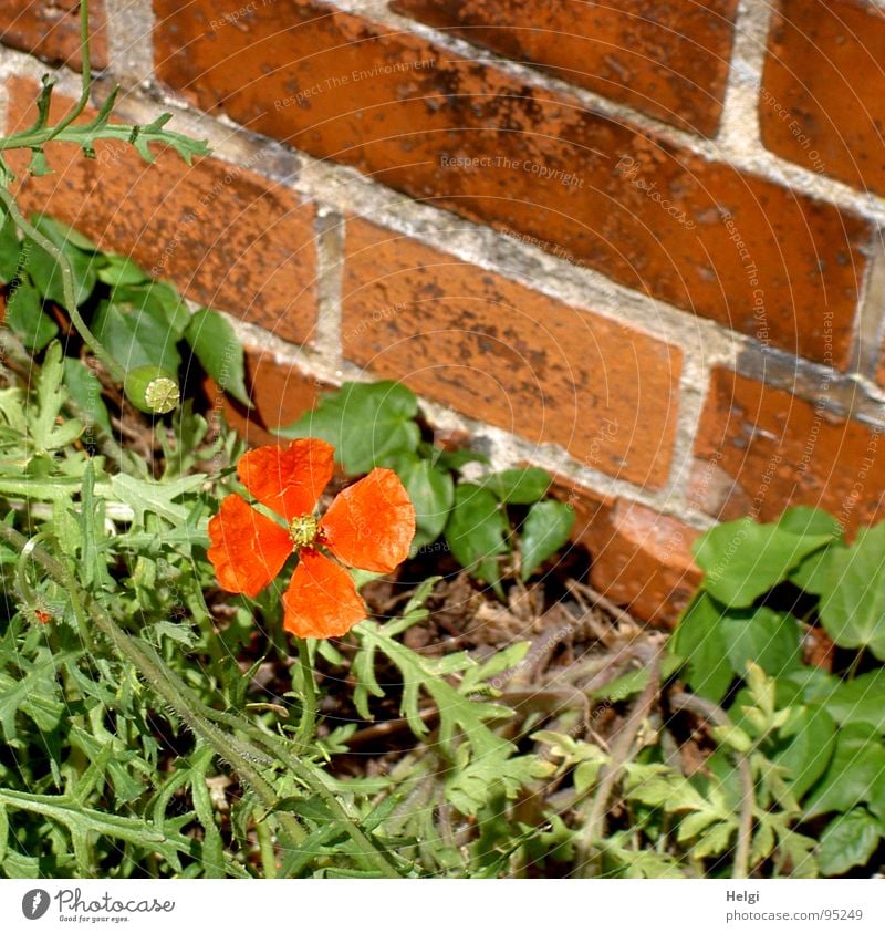 ein echtes Mauerblümchen... Mohn Mohnblüte klein Blüte Stengel grün rot braun Fuge grau Straßenrand einzeln Blume Backstein Einsamkeit Sommer Vergänglichkeit