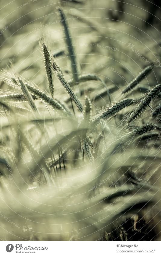 Kornfeld Umwelt Natur Landschaft Pflanze Sommer Nutzpflanze Feld grün Stimmung Frühlingsgefühle Romantik schön Klima nachhaltig Umweltschutz Weizen Weizenfeld