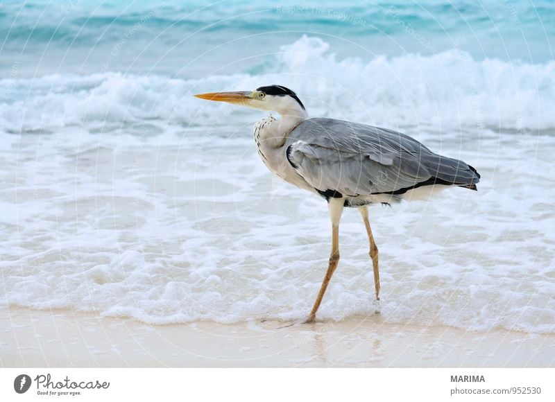 Grey Heron Stil exotisch Erholung Ferien & Urlaub & Reisen Strand Meer Insel Wellen Natur Tier Sand Wasser Küste Vogel blau grau türkis Wachsamkeit Graureiher