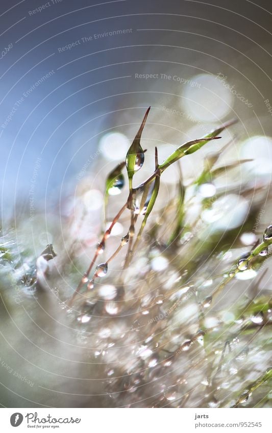 drip Pflanze Moos frisch glänzend hell nass natürlich Natur Wassertropfen Farbfoto Außenaufnahme Textfreiraum links Textfreiraum oben Textfreiraum unten Tag