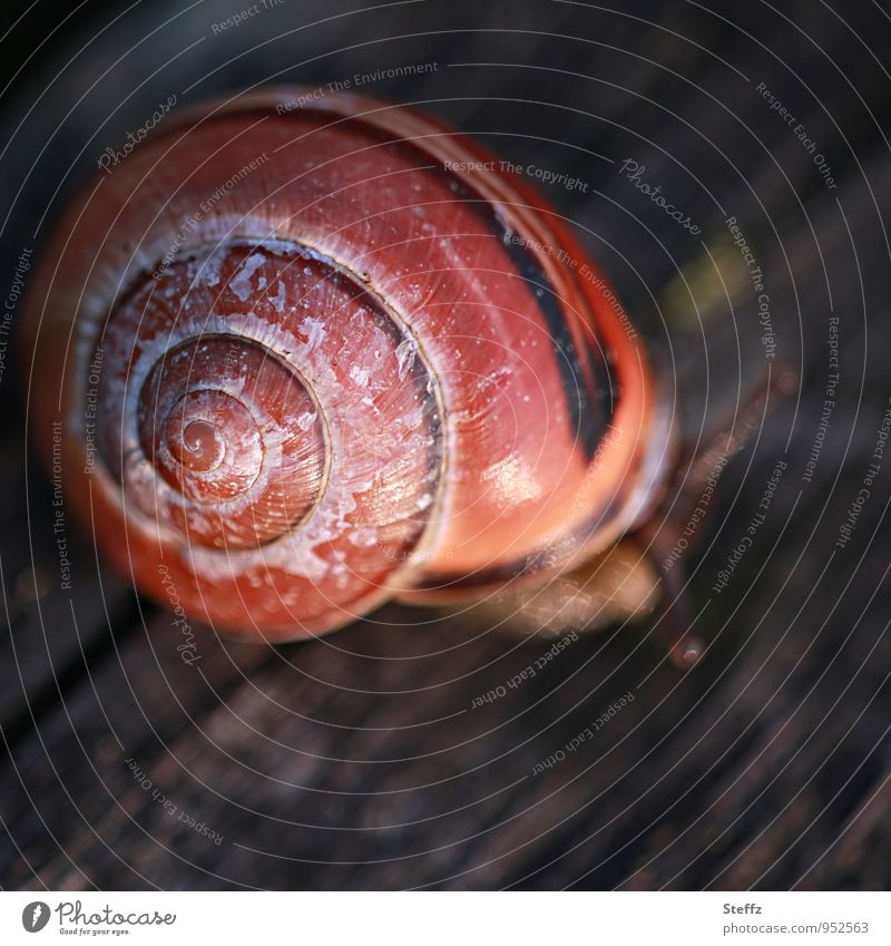 kleine Schnecke in der Ecke Schneckenhaus Spirale Symmetrie Natursymmetrie Symmetrie der Natur symmetrische Form symmetrische Struktur Nachmittagslicht