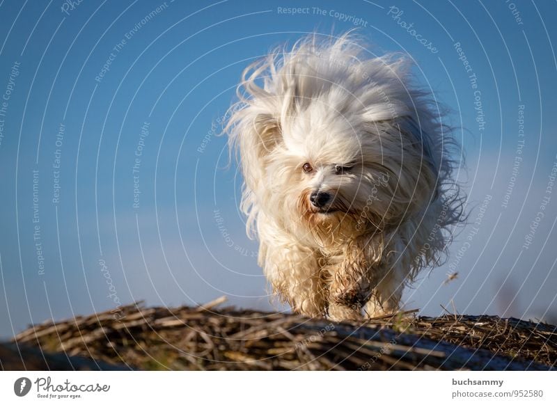 Haarbüschel Tier Fell langhaarig Haustier Hund 1 klein blau braun weiß Bichon Havaneser Rassehund Sonnenschein Stroh himmel rennen Farbfoto Textfreiraum links